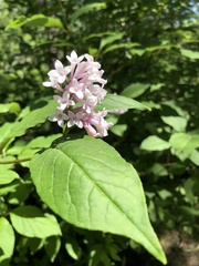 Syringa josikaea