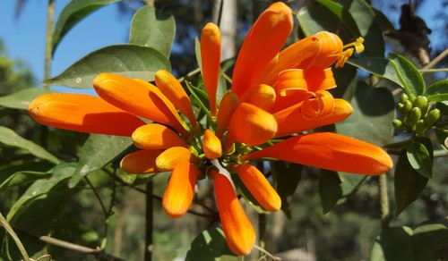 Pyrostegia venusta