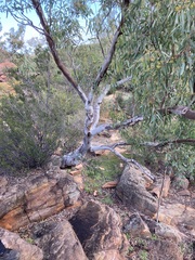 Eucalyptus camaldulensis arida
