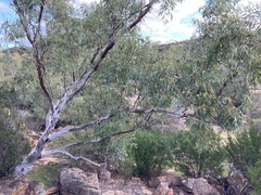 Eucalyptus camaldulensis arida