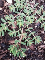 Euphorbia maculata