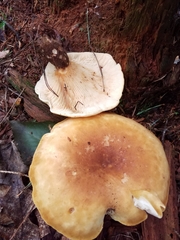 Tapinella atrotomentosa image