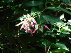 Pogonopus exsertus