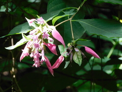 Pogonopus exsertus