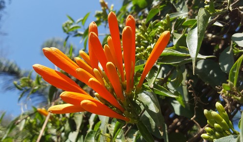 Pyrostegia venusta