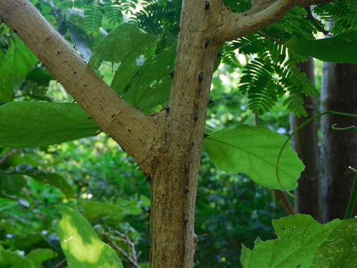 White-tamarind (Senegalia polyphylla)