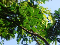 Senegalia polyphylla