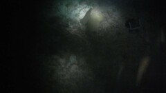 Pseudobatos glaucostigma