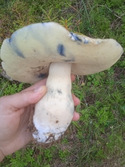 Gyroporus cyanescens