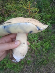 Gyroporus cyanescens