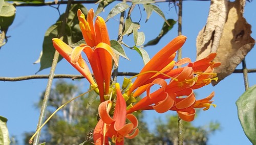 Pyrostegia venusta