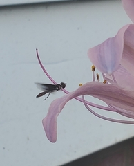 Ocyptamus fuscipennis