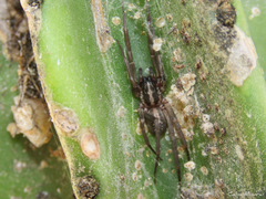 Xeropigo