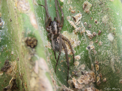 Xeropigo
