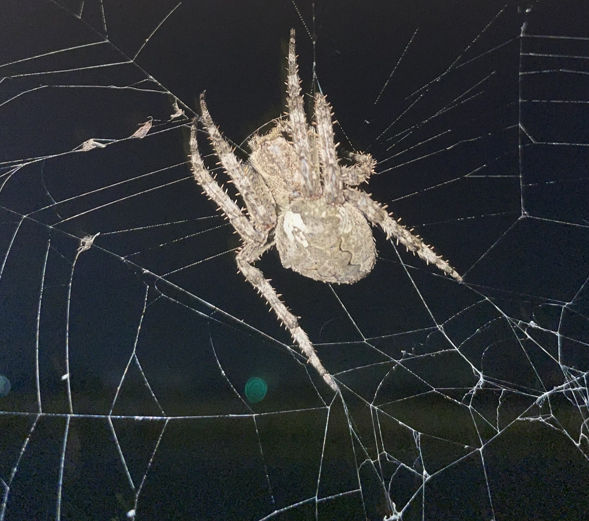 Araneus Ventricosus (L.Koch, 1878)