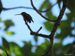 Chrysuronia leucogaster