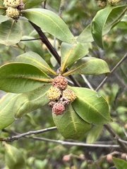Conocarpus erectus