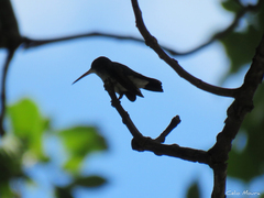 Chrysuronia leucogaster