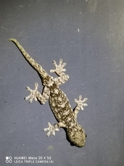 Gekko chinensis