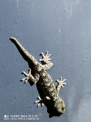 Gekko chinensis