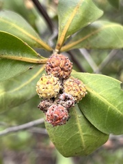 Conocarpus erectus