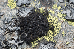 Pseudephebe pubescens