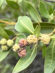 Conocarpus erectus