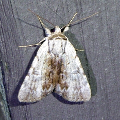 Catocala gracilis