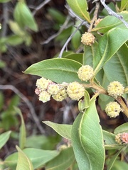 Conocarpus erectus