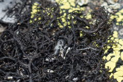 Pseudephebe pubescens