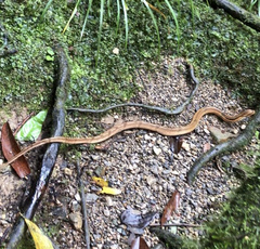 Pseudoxenodon bambusicola