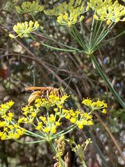 Polistes aurifer