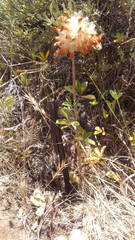 Trifolium macrocephalum