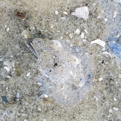 Callinectes similis