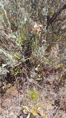 Trifolium macrocephalum