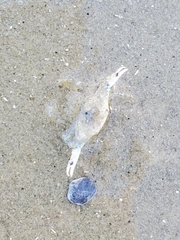 Callinectes similis