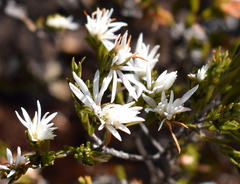 Pseudanthus pimeleoides