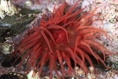 Aulactinia