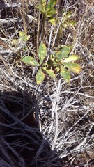 Trifolium macrocephalum