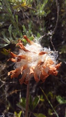 Trifolium macrocephalum