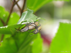 Naupactus glaucus