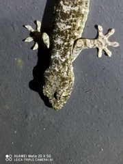 Gekko chinensis