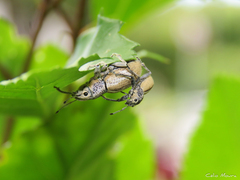 Naupactus glaucus