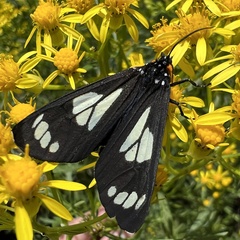 Gnophaela discreta
