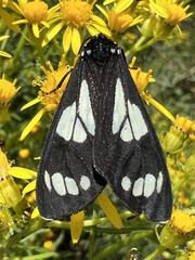 Gnophaela discreta