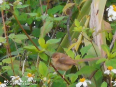 Prinia inornata