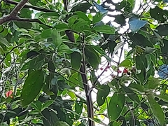 Damburneya salicifolia