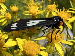 Gnophaela discreta