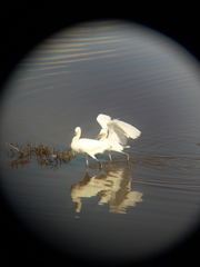 Egretta thula