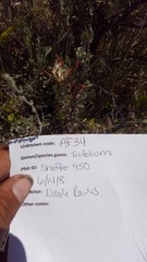 Trifolium macrocephalum